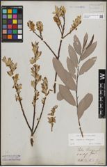 Foto von Salix caprea L. x Salix eleagnos Scop.